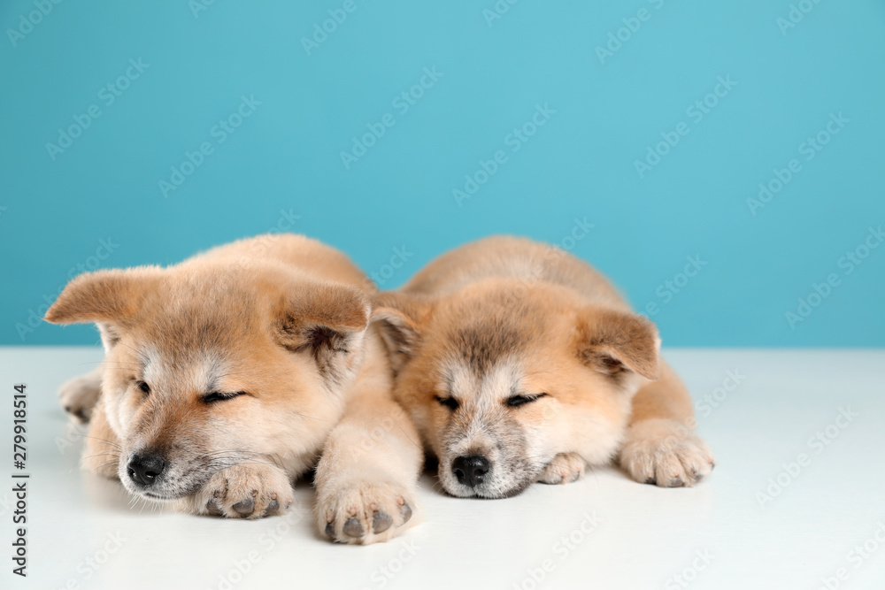 Adorable Akita Inu puppies on light blue background Adorable Akita Inu puppies on light blue background