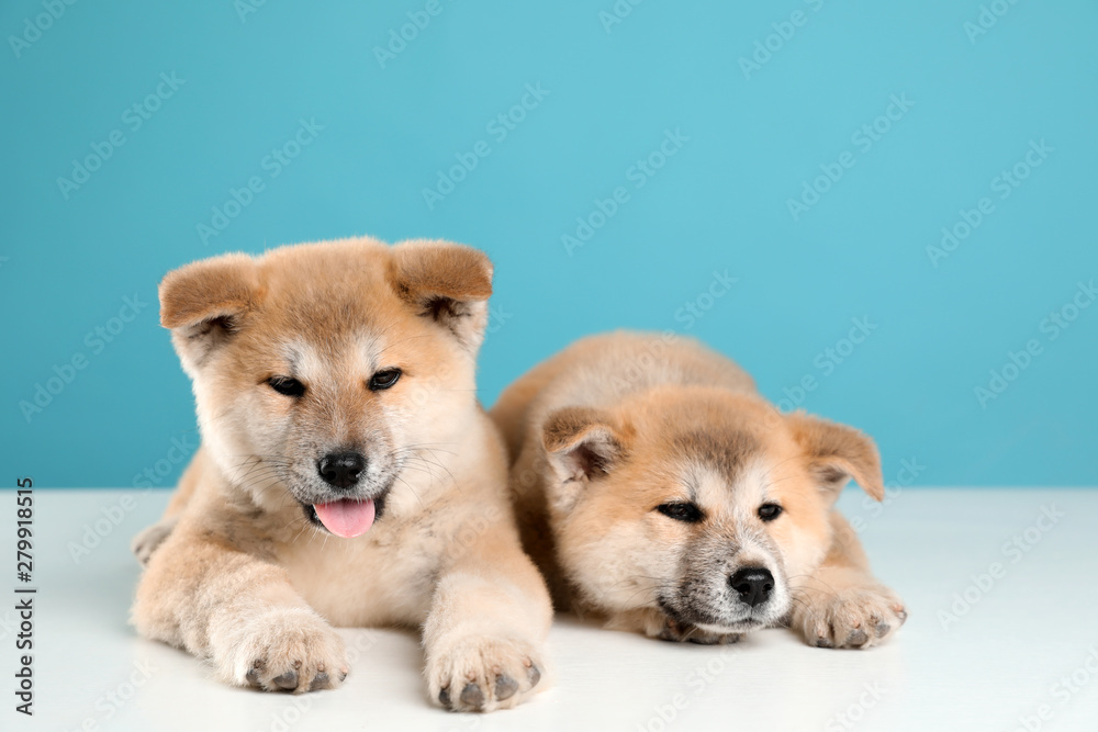 Adorable Akita Inu puppies on light blue background