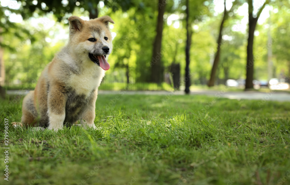 Funny adorable Akita Inu puppy in park, space for text