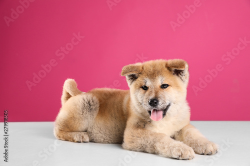 Adorable Akita Inu puppy on pink background © New Africa