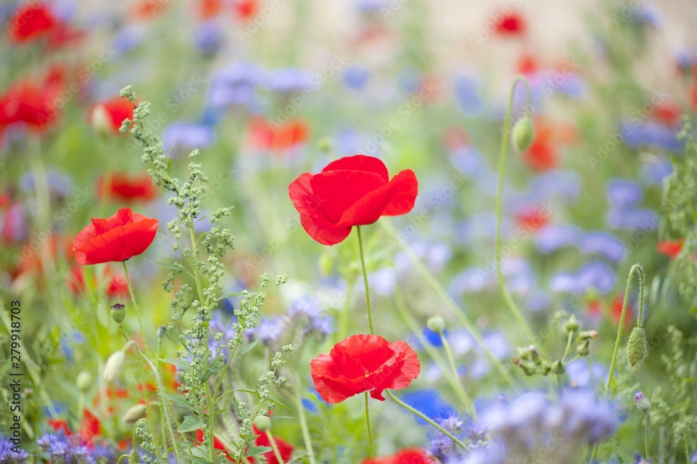 Naklejka premium Pretty women holding vase with summer bouquet of wild flowers. Colorful wildflowers background.