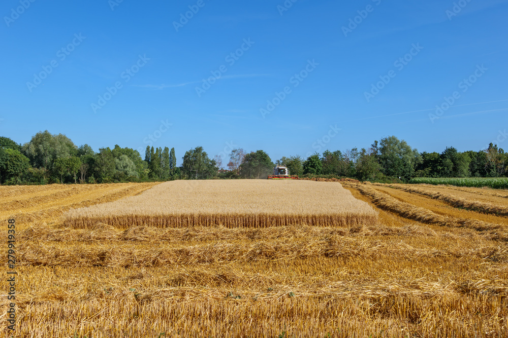Outdoor sunny view of working combine harvester tractor harvest on golden oat or wheat field during harvesting summer season against deep blue sky in Meerbusch, countryside of Düsseldorf, Germany.