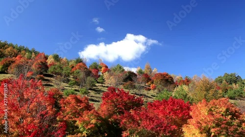 Japanese maple forest in autumn photo