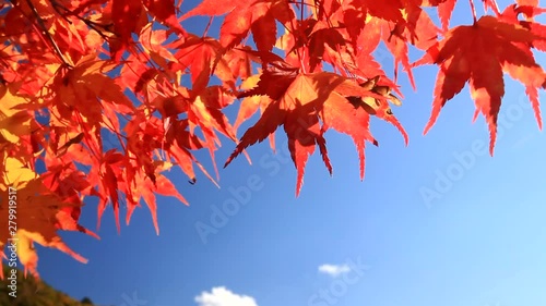 Zoom out of Japanese maple leaves in autumn photo