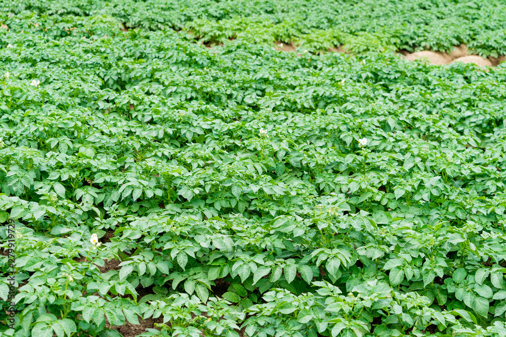 Potatoes plantations grow in the field. Vegetable rows. Farming, agriculture.