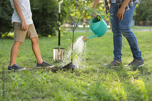 Dad and son watering tree in park on sunny day, closeup photo