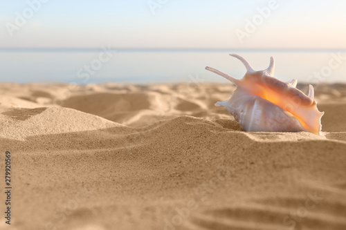 Sandy beach with beautiful shell near sea on sunny summer day. Space for text