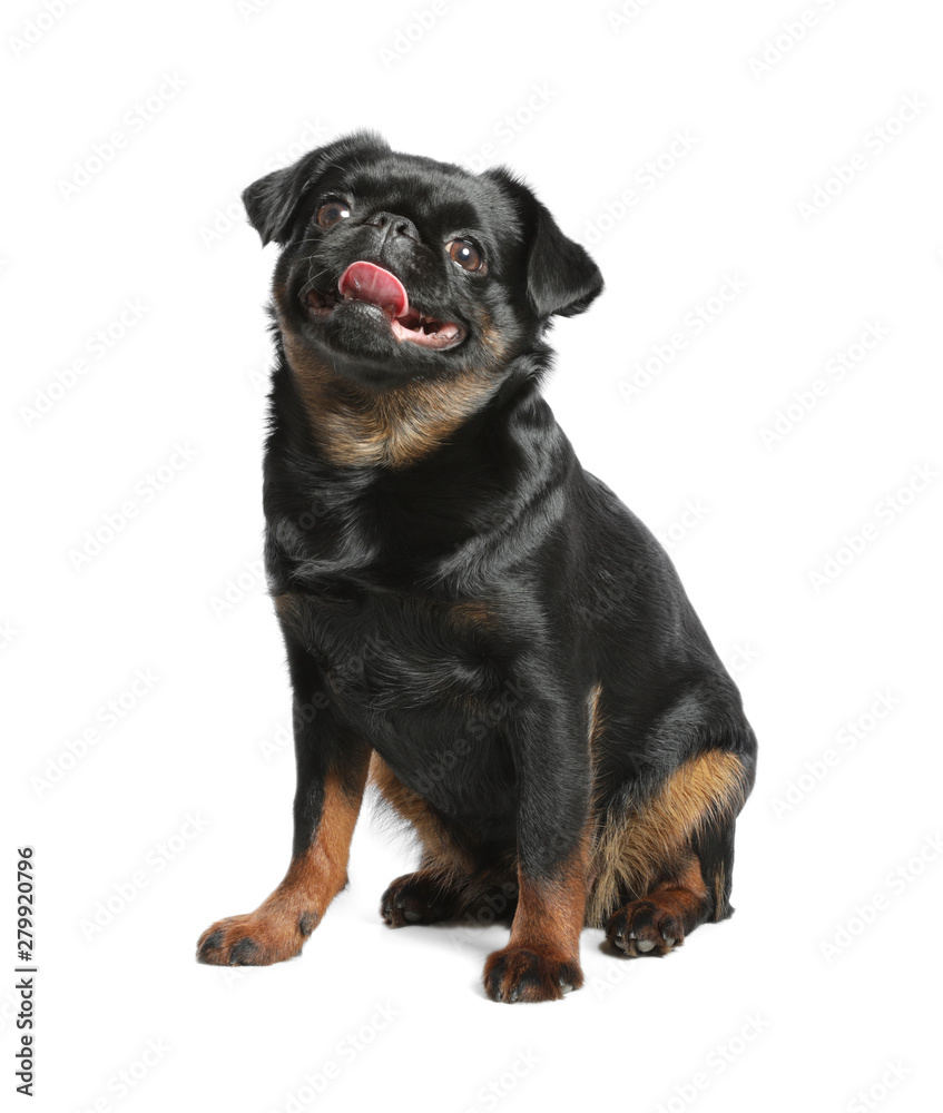 Adorable black Petit Brabancon dog sitting on white background