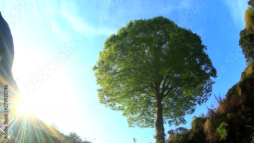 Panning shot of zelkova tree at sunset  photo