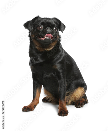 Adorable black Petit Brabancon dog sitting on white background