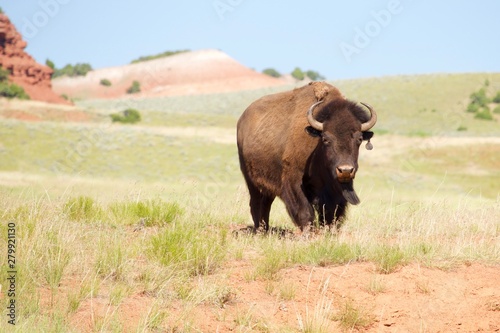 buffalo in field