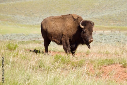 buffalo in the field © Tisha