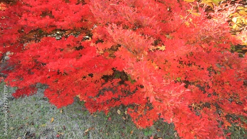 Panning shot of autumn leaves photo