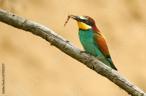 European bee eater (Merops apiaster)