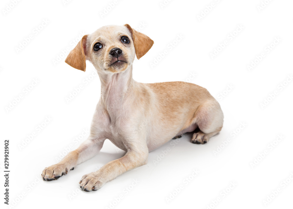 Cute Little Chihuahua Terrier Dog