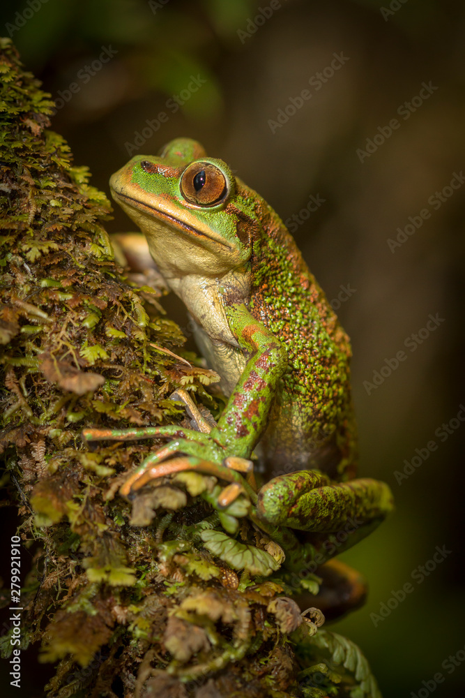 Chilean Tree frog Chilean Tree frog