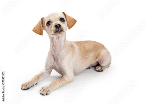 Cute Little Chihuahua Terrier Dog © adogslifephoto