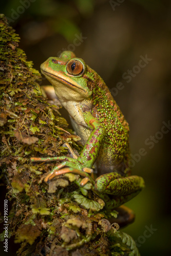 Chilean Tree frog © +NatureStock