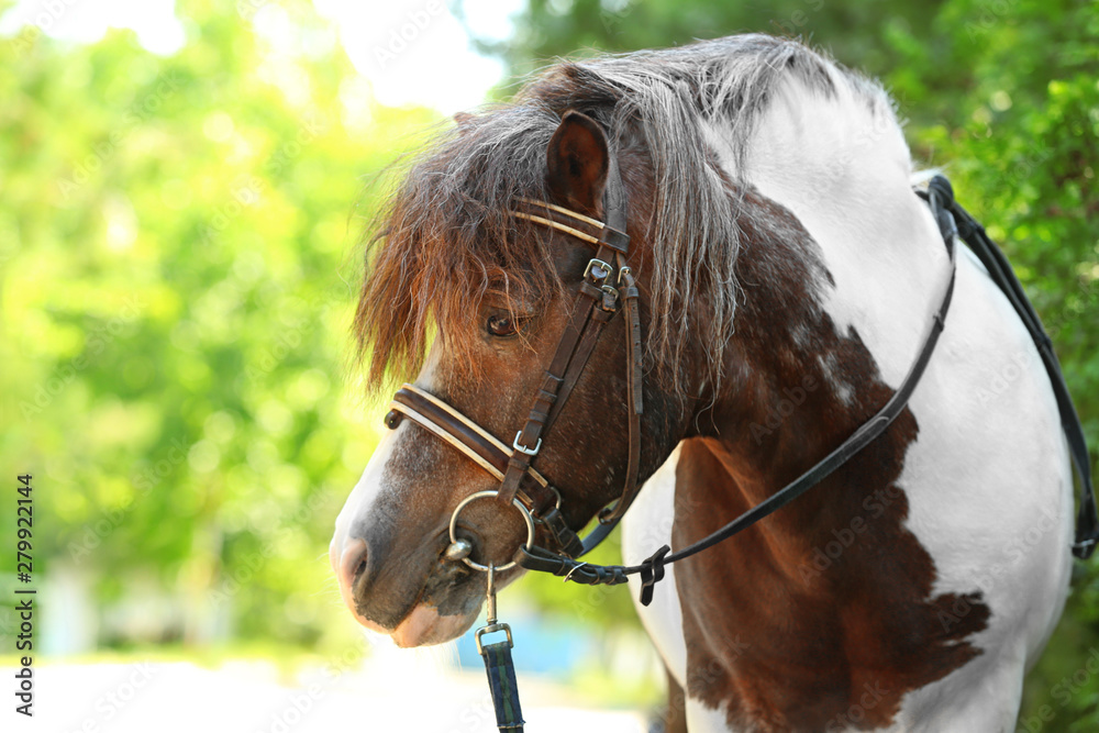 Obraz premium Cute pony with bridle in green park on sunny day