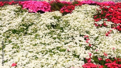 Tilt shot of flowers growing down Japanese Alps, Hakuba, Kitaazumi photo