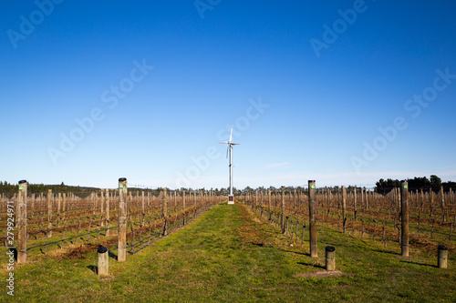 Rows of pruned grapevines in a vineyard in New Zealand