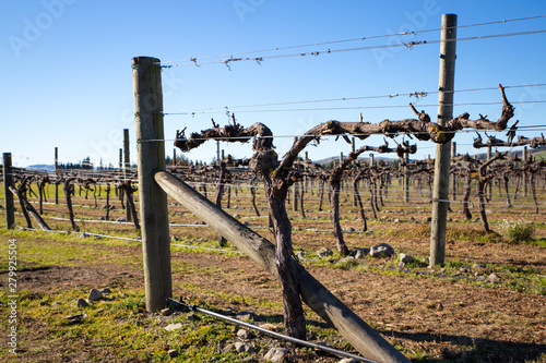 These grape vines have had their winter prune and are tied ready for the next year's crop of grapes in a vineyard in Canterbury, New Zealand