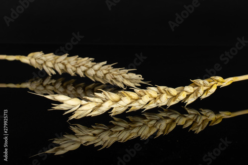 Group of two whole ripe golden bread wheat ear isolated on black glass