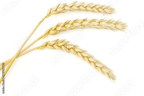 Group of two whole golden bread wheat ear flatlay isolated on white background