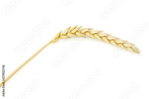 Group of two whole lot of pieces of golden bread wheat ear grains flatlay isolated on white background