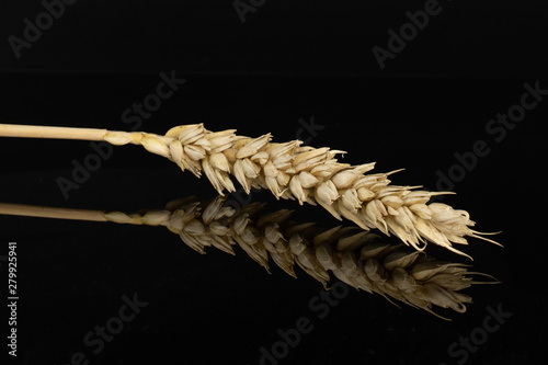 One whole golden bread wheat ear isolated on black glass