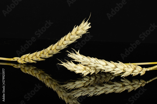 Group of three whole hulled golden bread wheat ear isolated on black glass