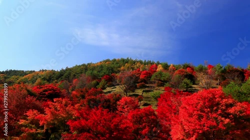 Zoom in view of autumn forest photo