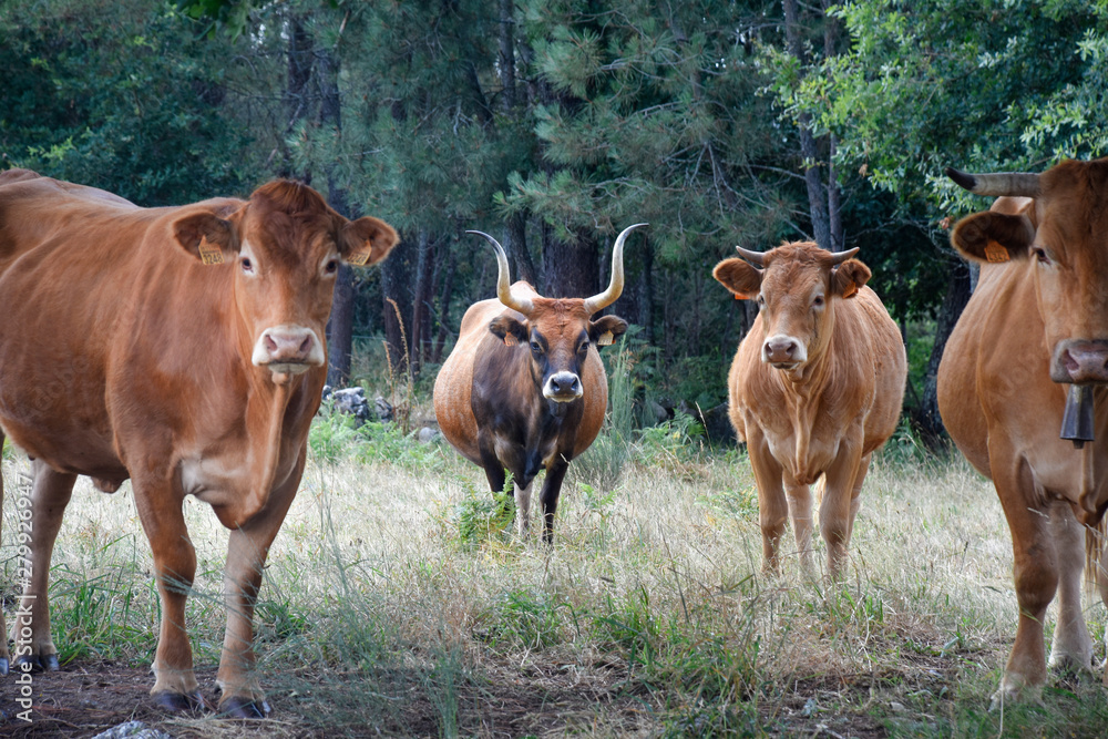 herd of four cows looking at the camera in the meadow