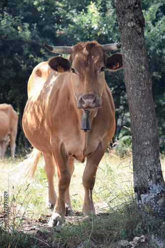 Galician Blond breed cow in the meadow looking at the camera