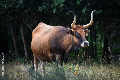 Cachena breed cow grazing in the meadow photo