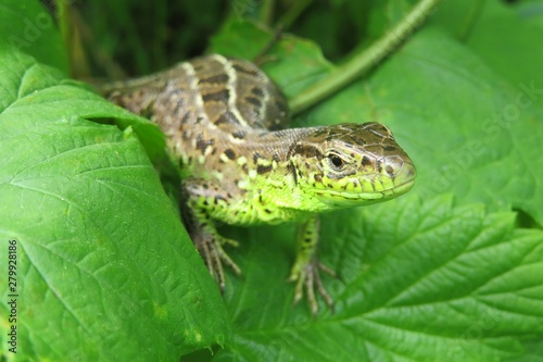 Beautiful green european lizard in the garden, closeup
