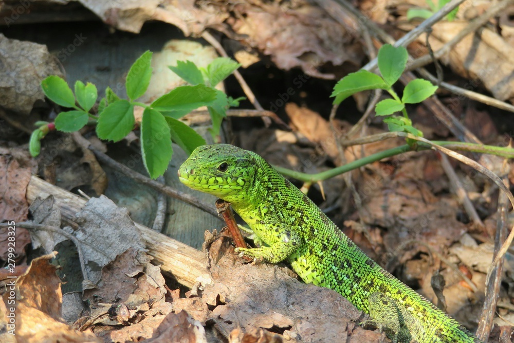 Green european lizard in the garden, closeup Green european lizard in the garden, closeup