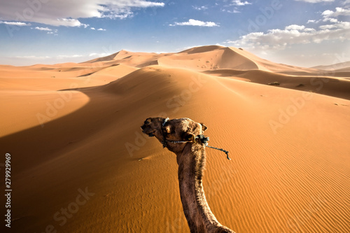 Camel arches neck in front of sand dune in desert photo