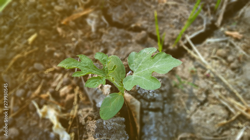 Young watermelon or citrullus plant