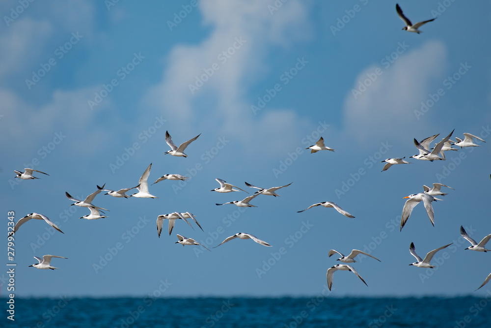 Terns flying over the water at a Florida park on the Gulf of Mexico
