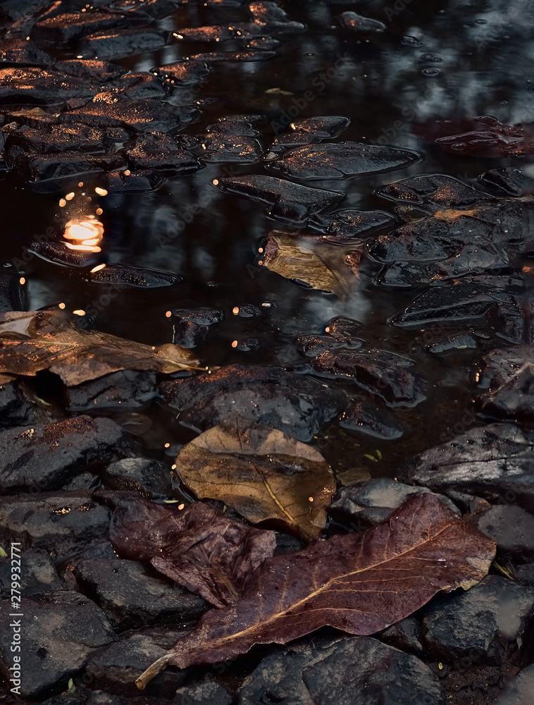autumn leaves on the stone wet road