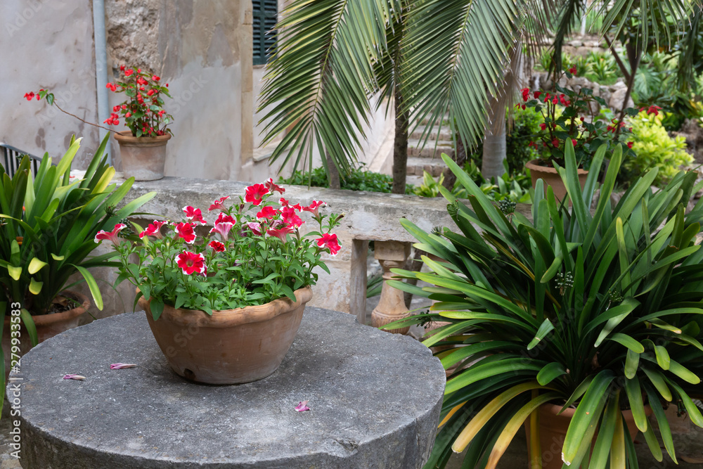 A pot of flowers in the Alfabia Gardens , Mallorca,  Spain