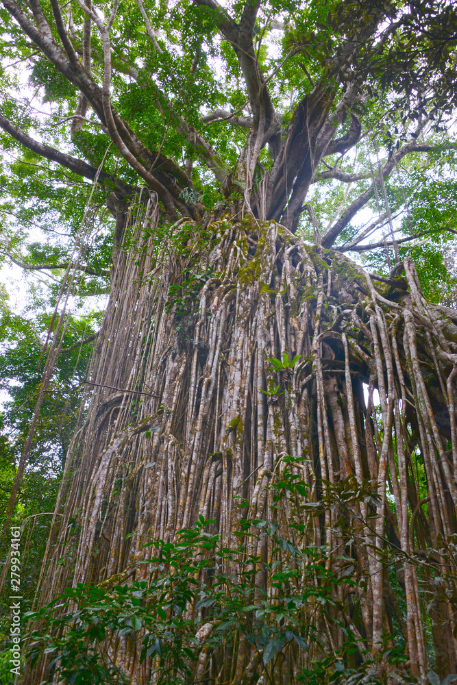 Fototapeta premium cathedral fig tree near yungaburra in Queensland