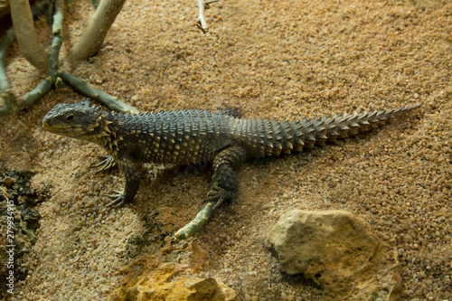Photography Sungazer, giant girdled lizard or giant dragon lizard or giant zonure (Smaug giganteus, syn
