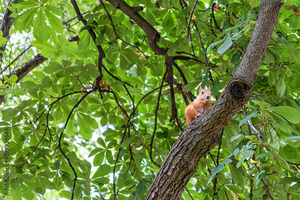 Eurasian red squirrel sitting high up on tree branch holding food