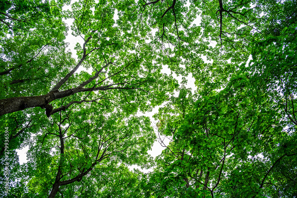 Looking up at beautiful green canopies of trees in a forest Looking up at beautiful green canopies of trees in a forest