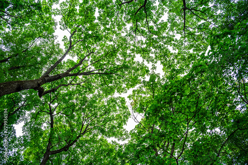 Looking up at beautiful green canopies of trees in a forest