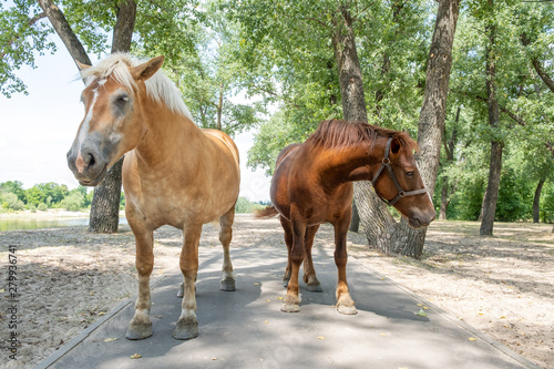 Two light and dark brown horses on walkway in a park