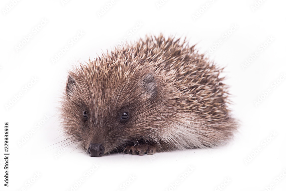Naklejka premium Hedgehog isolated on white background Close-up 