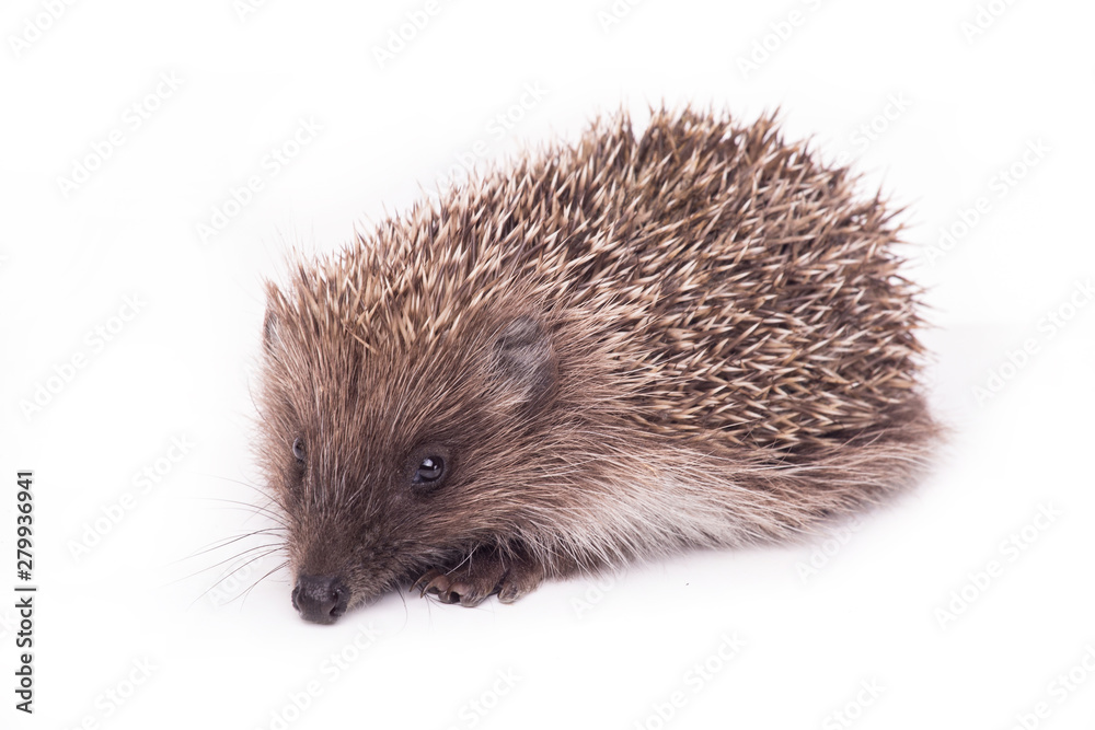 Hedgehog isolated on white background Close-up Hedgehog isolated on white background Close-up